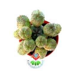 Euphorbia Globosa- Büyük Boy Dikensiz Sütleğen Kaktüs-5,5 cm Saksıda