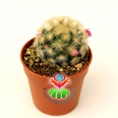 Kaktüs,Mammillaria Carmenae Rubrispina-5,5 cm Saksı Dolusu-Pembe Renk Çiçek Açar- 1. Sınıf ithal