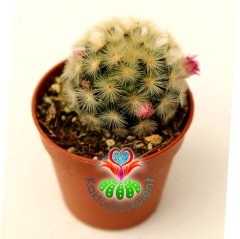 Kaktüs,Mammillaria Carmenae Rubrispina-5,5 cm Saksı Dolusu-Pembe Renk Çiçek Açar- 1. Sınıf ithal