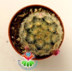 Kaktüs,Mammillaria Carmenae Rubrispina-5,5 cm Saksı Dolusu-Pembe Renk Çiçek Açar- 1. Sınıf ithal