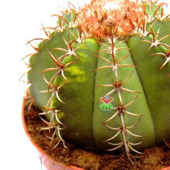 Melocactus Matanzanus Variegata-Şapkalı Kafalı Kaktüs-12cm Saksıda Büyük Boy