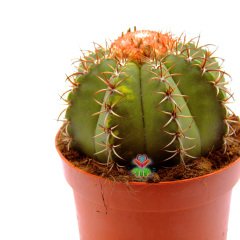 Melocactus Matanzanus Variegata-Şapkalı Kafalı Kaktüs-12cm Saksıda Büyük Boy
