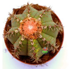 Melocactus Matanzanus Variegata-Şapkalı Kafalı Kaktüs-12cm Saksıda Büyük Boy