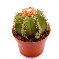 Melocactus Matanzanus Variegata-Şapkalı Kafalı Kaktüs-12cm Saksıda Büyük Boy