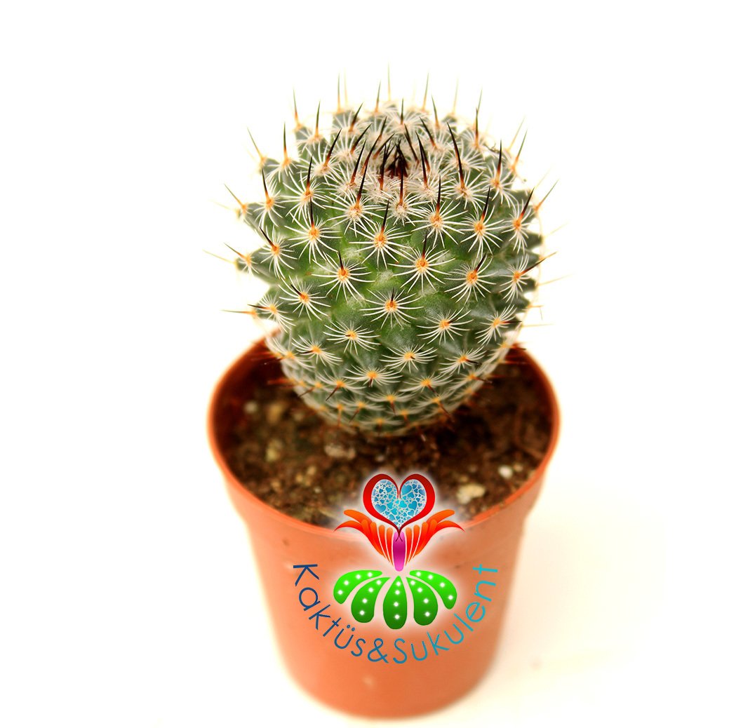 Kaktüs,Mammillaria Tlalocii-5,5 cm Saksı Dolusu-Pembe Renk Çiçek Açar-Çok Şık 1. Sınıf ithal