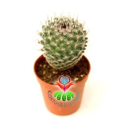 Kaktüs,Mammillaria Tlalocii-5,5 cm Saksı Dolusu-Pembe Renk Çiçek Açar-Çok Şık 1. Sınıf ithal