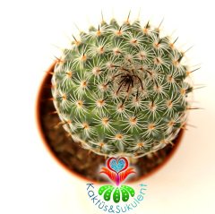Kaktüs,Mammillaria Tlalocii-5,5 cm Saksı Dolusu-Pembe Renk Çiçek Açar-Çok Şık 1. Sınıf ithal
