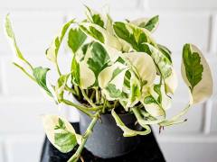 Epipremnum Aureum 'NJoy' - Pothos 10 cm saksılı-Sıradışı Nadir Sarmaşık Çiçeği