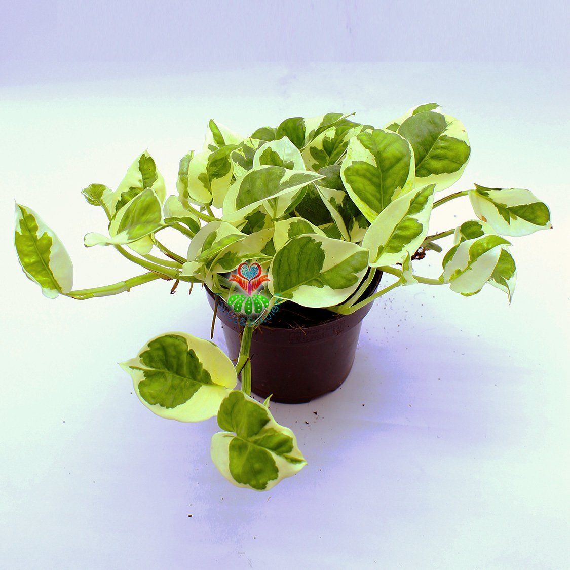 Epipremnum Aureum 'NJoy' - Pothos 10 cm saksılı-Sıradışı Nadir Sarmaşık Çiçeği