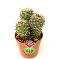 Kaktüs,Mammillaria Tlalocii-5,5 cm Saksıda 3 Adet-Pembe Renk Çiçek Açar-Çok Şık 1. Sınıf ithal