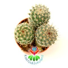 Kaktüs,Mammillaria Tlalocii-5,5 cm Saksıda 3 Adet-Pembe Renk Çiçek Açar-Çok Şık 1. Sınıf ithal