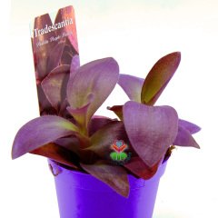 Mor Renk Telgraf Çiçeği -Tradescantia Pallida Purple Passion -8,5 cm Saksıda