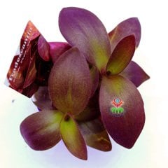 Mor Renk Telgraf Çiçeği -Tradescantia Pallida Purple Passion -8,5 cm Saksıda