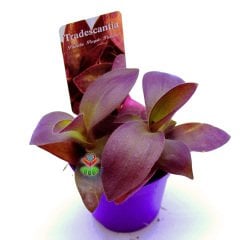 Mor Renk Telgraf Çiçeği -Tradescantia Pallida Purple Passion -8,5 cm Saksıda