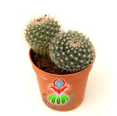 Kaktüs,Mammillaria Geminispina-5,5 cm Saksıda 2 Adet-Beyaz Renk Çiçek Açar-Çok Şık 1. Sınıf ithal