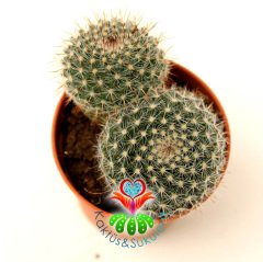 Kaktüs,Mammillaria Geminispina-5,5 cm Saksıda 2 Adet-Beyaz Renk Çiçek Açar-Çok Şık 1. Sınıf ithal