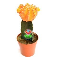 Turuncu Renk Kaktüs,Gymnocalycium Mihanovichii Hibotan Aşılı-5,5 cm saksıda-Moon Cactus