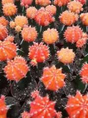 Turuncu Renk Kaktüs,Gymnocalycium Mihanovichii Hibotan Aşılı-5,5 cm saksıda-Moon Cactus