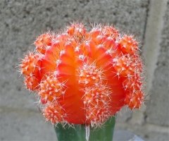 Turuncu Renk Kaktüs,Gymnocalycium Mihanovichii Hibotan Aşılı-5,5 cm saksıda-Moon Cactus
