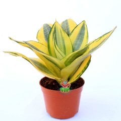 Sansevieria Trifasciata 'Golden Hahnii' -Cüce Sarı Renkli Paşa Kılıcı-8cm Saksıda 15cm