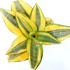 Sansevieria Trifasciata 'Golden Hahnii' -Cüce Sarı Renkli Paşa Kılıcı-8cm Saksıda 15cm
