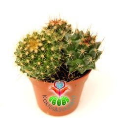 Kaktüs,Mammillaria Mix.-5,5 cm Saksı Dolusu 3 Farklı Tür-Çok Şık 1.Sınıf ithal,Teraryum,Sukulent