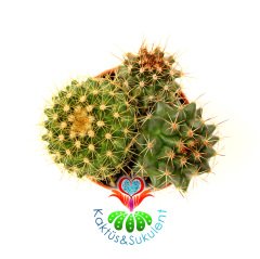 Kaktüs,Mammillaria Mix.-5,5 cm Saksı Dolusu 3 Farklı Tür-Çok Şık 1.Sınıf ithal,Teraryum,Sukulent
