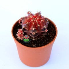 Gymnocalycium mihanovichii var. friedrichii f. Rubra-Doğal Bordo-Kırmızı Renkte Çizgili-6,5 cm Saksıda