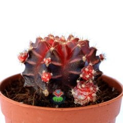 Gymnocalycium mihanovichii var. friedrichii f. Rubra-Doğal Bordo-Kırmızı Renkte Çizgili-6,5 cm Saksıda