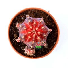 Gymnocalycium mihanovichii var. friedrichii f. Rubra-Doğal Bordo-Kırmızı Renkte Çizgili-6,5 cm Saksıda