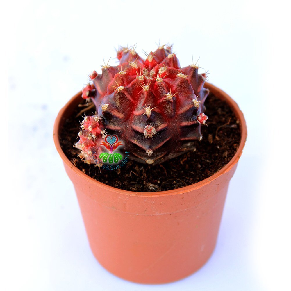 Gymnocalycium mihanovichii var. friedrichii f. Rubra-Doğal Bordo-Kırmızı Renkte Çizgili-6,5 cm Saksıda