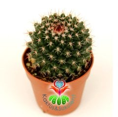 Kaktüs,Mammillaria Sp.-5,5 cm Saksıda-Tepesinden Kırmızı Renk Çiçek Açar-Çok Şık 1.Sınıf ithal