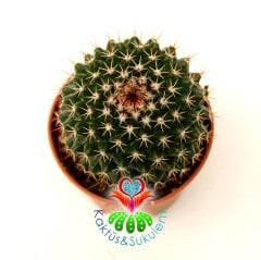 Kaktüs,Mammillaria Sp.-5,5 cm Saksıda-Tepesinden Kırmızı Renk Çiçek Açar-Çok Şık 1.Sınıf ithal
