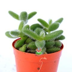 Delosperma Echinatum-5,5 cm Saksıda Tombul Tüylü Yapraklı Sukulent