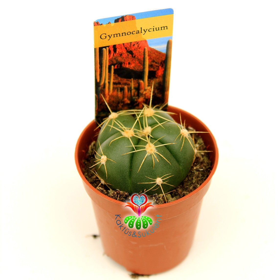 Gymnocalycium Buenekeri -Açık Pembe Renk Çiçek Açar-Özel Tür 8 cm Saksıda-Teraryum,Sukulent
