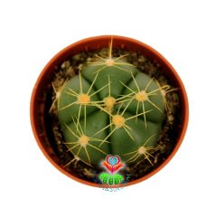 Gymnocalycium Buenekeri -Açık Pembe Renk Çiçek Açar-Özel Tür 8 cm Saksıda-Teraryum,Sukulent