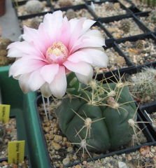 Gymnocalycium Buenekeri -Açık Pembe Renk Çiçek Açar-Özel Tür 8 cm Saksıda-Teraryum,Sukulent