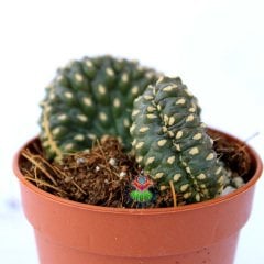 Opuntia Fulgida f. Monstrosa Cristata-5,5 cm Saksıda Sıradışı Form Özel tür Kaktüs