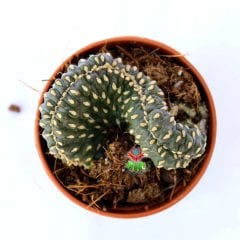 Opuntia Fulgida f. Monstrosa Cristata-5,5 cm Saksıda Sıradışı Form Özel tür Kaktüs