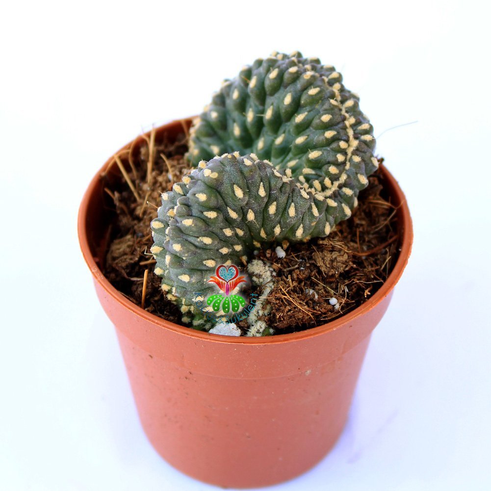 Opuntia Fulgida f. Monstrosa Cristata-5,5 cm Saksıda Sıradışı Form Özel tür Kaktüs