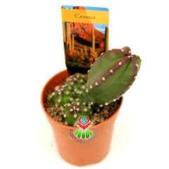 Kaktüs,Cereus Peruvianus Inermis-Dikensiz Radyasyon Emici- Özel Tür 5,5 cm Saksıda-Teraryum,Sukulent