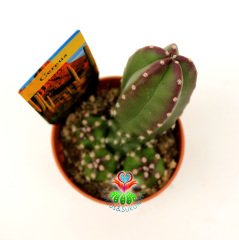 Kaktüs,Cereus Peruvianus Inermis-Dikensiz Radyasyon Emici- Özel Tür 5,5 cm Saksıda-Teraryum,Sukulent