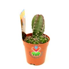 Kaktüs,Cereus Peruvianus Inermis-Dikensiz Radyasyon Emici- Özel Tür 5,5 cm Saksıda-Teraryum,Sukulent