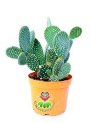 Dev Tavşan Kaktüs,Opuntia Microdasys -Altın Rengi Dikenli-15 cm Seramik Saksıda