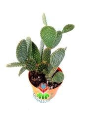 Dev Tavşan Kaktüs,Opuntia Microdasys -Altın Rengi Dikenli-15 cm Seramik Saksıda