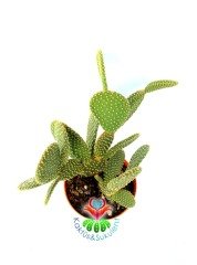 Dev Tavşan Kaktüs,Opuntia Microdasys -Altın Rengi Dikenli-15 cm Seramik Saksıda
