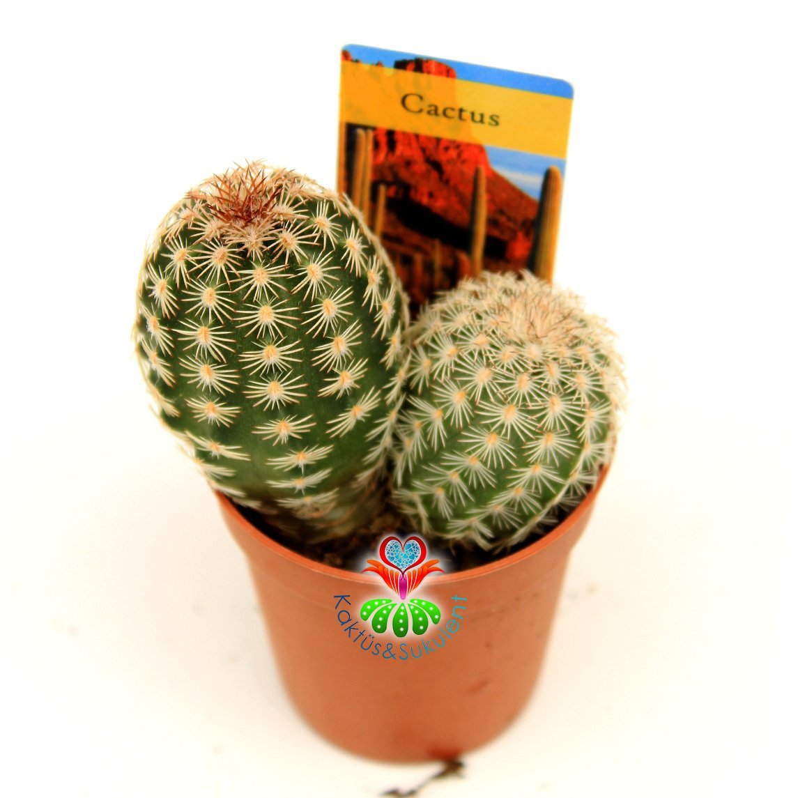 Kaktüs,Echinocereus Bristolii-Mükemmel Mor Renk Çiçek Açar-Sadece Burada- Özel Tür 5,5 cm Saksıda-Teraryum,Sukulent