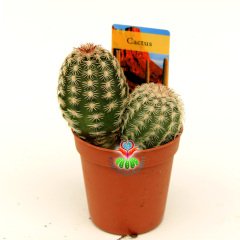 Kaktüs,Echinocereus Bristolii-Mükemmel Mor Renk Çiçek Açar-Sadece Burada- Özel Tür 5,5 cm Saksıda-Teraryum,Sukulent