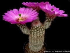 Kaktüs,Echinocereus Bristolii-Mükemmel Mor Renk Çiçek Açar-Sadece Burada- Özel Tür 5,5 cm Saksıda-Teraryum,Sukulent
