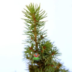 Konik Ladin Fidanı- Picea Glauca 'Conica' -20cm Uzunlukta - Dış Mekan